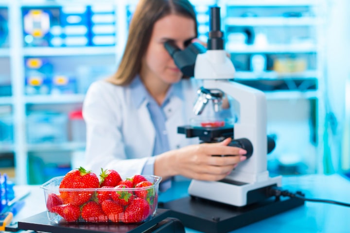 investigadora testa morangos em laboratório
